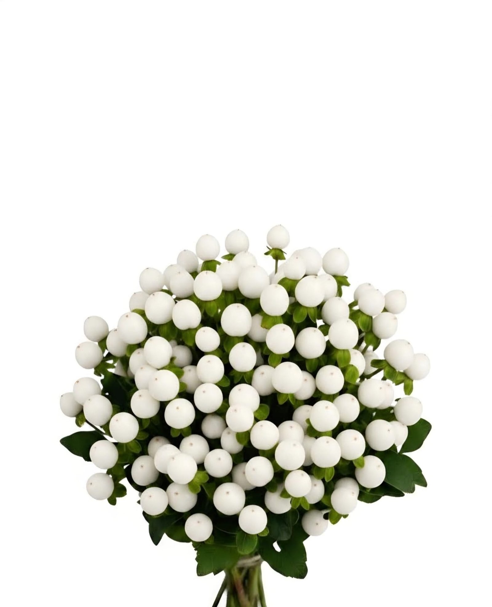 Hypericum White